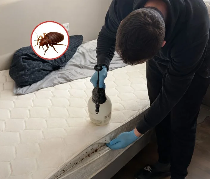 Technicien traitant un matelas contre les punaises de lit à Saint-Maurice-Montcouronne